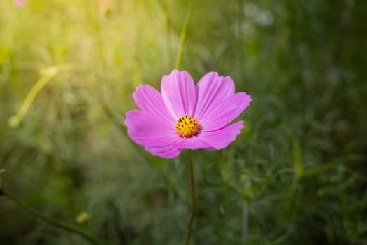 The background image of the colorful flowers, background nature