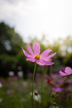 The background image of the colorful flowers, background nature