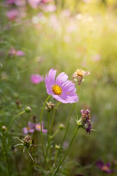 The background image of the colorful flowers, background nature