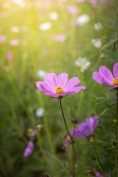 The background image of the colorful flowers, background nature