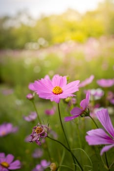 The background image of the colorful flowers, background nature