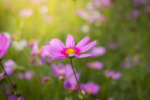 The background image of the colorful flowers, background nature