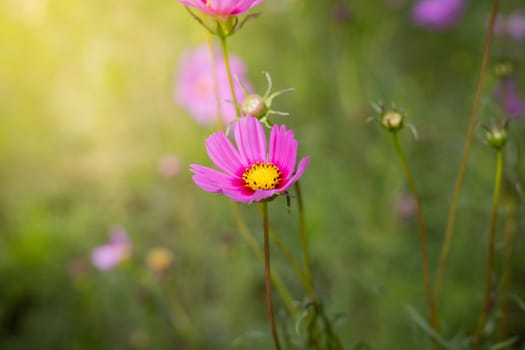 The background image of the colorful flowers, background nature