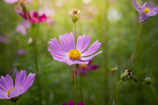 The background image of the colorful flowers, background nature