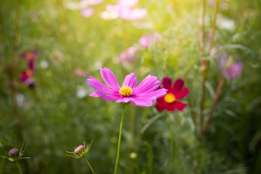 The background image of the colorful flowers, background nature