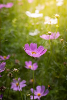 The background image of the colorful flowers, background nature