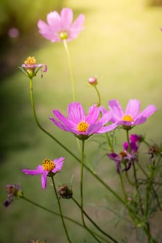 The background image of the colorful flowers, background nature