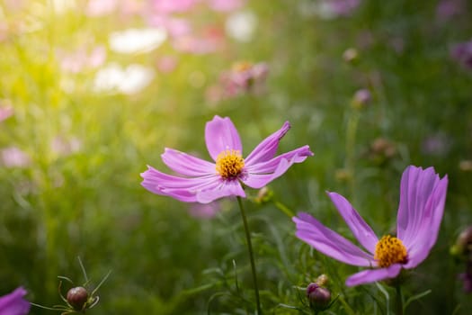 The background image of the colorful flowers, background nature