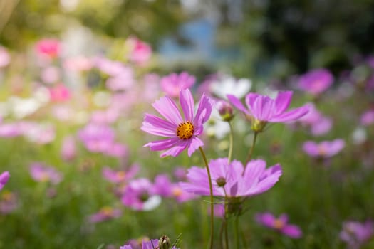 The background image of the colorful flowers, background nature