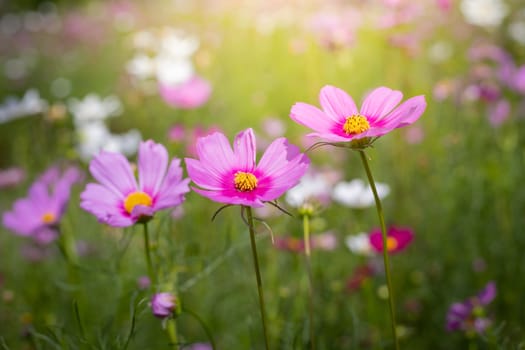 The background image of the colorful flowers, background nature