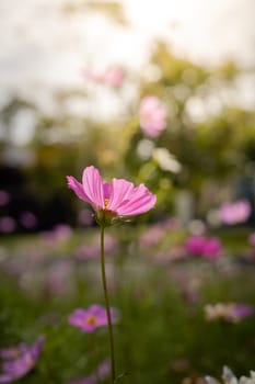 The background image of the colorful flowers, background nature