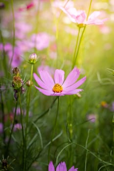 The background image of the colorful flowers, background nature