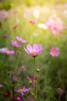 The background image of the colorful flowers, background nature