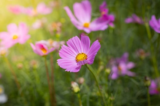 The background image of the colorful flowers, background nature