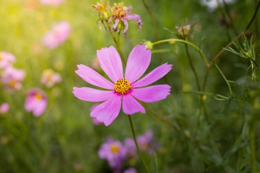 The background image of the colorful flowers, background nature