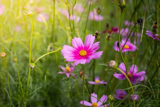 The background image of the colorful flowers, background nature