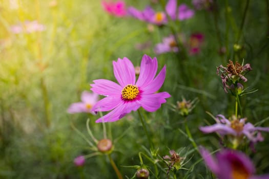The background image of the colorful flowers, background nature