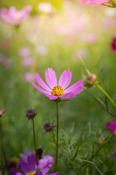 The background image of the colorful flowers, background nature