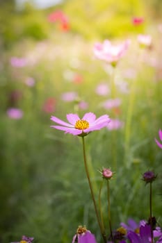 The background image of the colorful flowers, background nature
