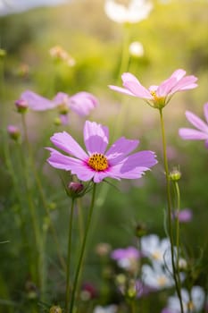 The background image of the colorful flowers, background nature