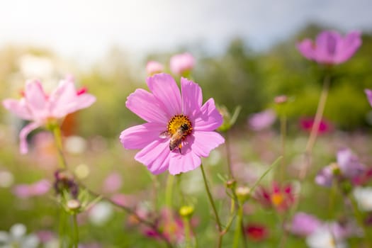 The background image of the colorful flowers, background nature