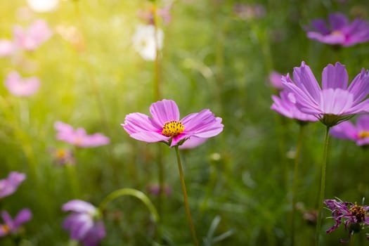 The background image of the colorful flowers, background nature