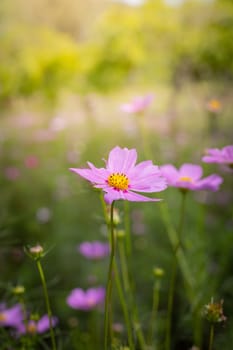 The background image of the colorful flowers, background nature
