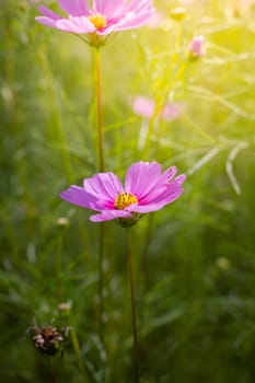 The background image of the colorful flowers, background nature
