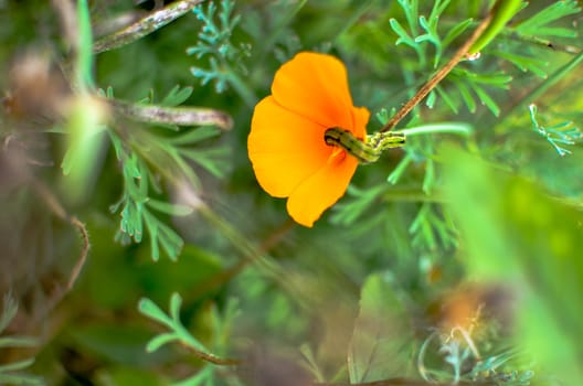 Orange eschscholzia on the green meadow closeup with blured background and caterpillar