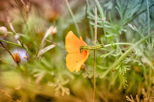 Orange eschscholzia on the green meadow closeup with blured background and caterpillar