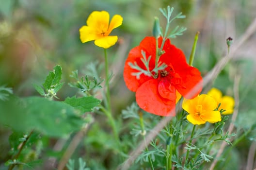 Californian poppy Eschscholzia californica, golden poppy, California sunlight and red poppy. Close up of flowering meadow flowers. Soft focus