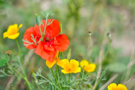 Californian poppy Eschscholzia californica, golden poppy, California sunlight and red poppy. Close up of flowering meadow flowers. Soft focus