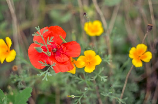 Californian poppy Eschscholzia californica, golden poppy, California sunlight and red poppy. Close up of flowering meadow flowers. Soft focus