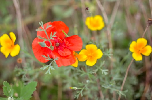 Californian poppy Eschscholzia californica, golden poppy, California sunlight and red poppy. Close up of flowering meadow flowers. Soft focus