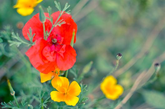 Californian poppy Eschscholzia californica, golden poppy, California sunlight and red poppy. Close up of flowering meadow flowers. Soft focus