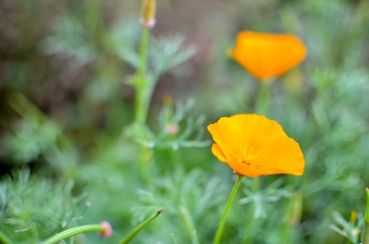 Orange eschscholzia on the green meadow closeup with blured background