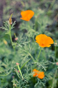 Orange eschscholzia on the green meadow closeup with blured background