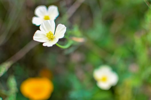 White and orange eschscholzia on the meadow closeup with blured background