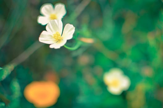 White and orange eschscholzia on the meadow closeup with blured background