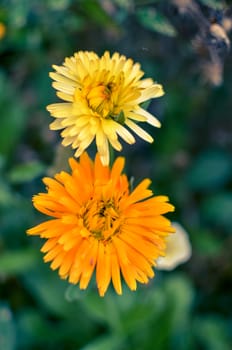 Yellow and orange calendula flowers. Blooming marigold flowers. Orange calendula on a green grass. Garden with calendula. Garden flowers. Nature flowers in garden. Blooming calendula.