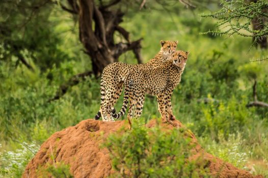 Two cheetahs perched on a termite mound in the savannah of Samburu Park in central Kenya in East Africa