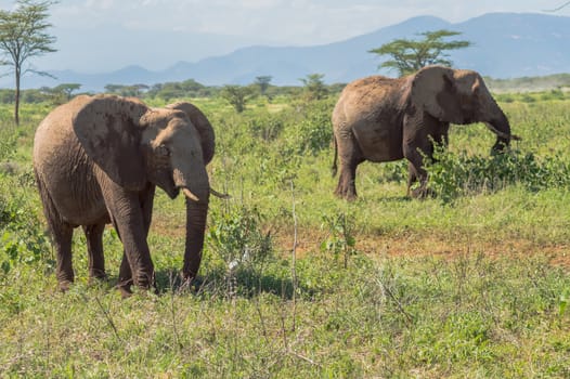 Two elephants in Samburu Park busy taking a bath of pyres in central Kenya