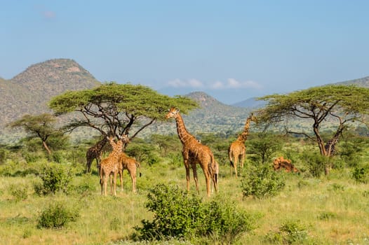 Flocks of giraffes in the savannah of Samburu Park in central Kenya