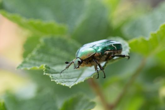 Cetonia aurata, called the rose chafer or the green rose chafer.