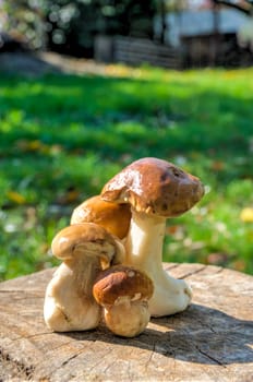 The children found a lot of white mushrooms and put them on growth, on a wooden stump in the yard
