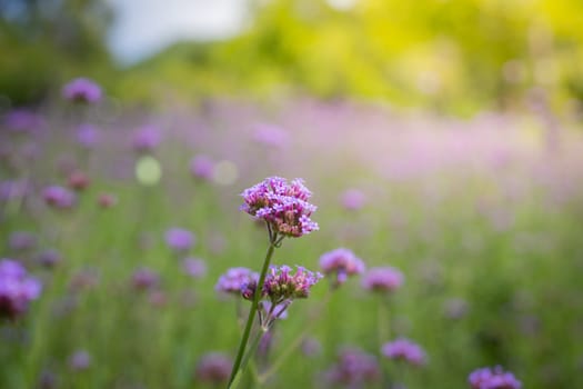 The background image of the colorful flowers, background nature