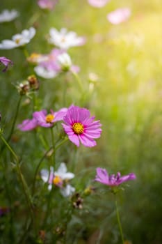 The background image of the colorful flowers, background nature