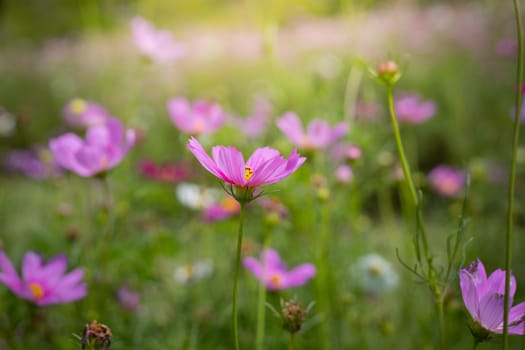 The background image of the colorful flowers, background nature