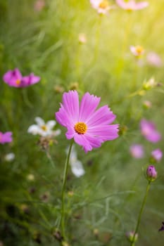 The background image of the colorful flowers, background nature