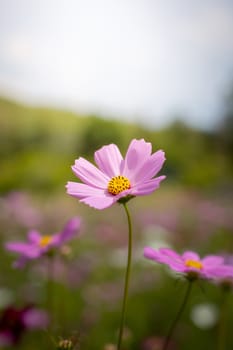 The background image of the colorful flowers, background nature